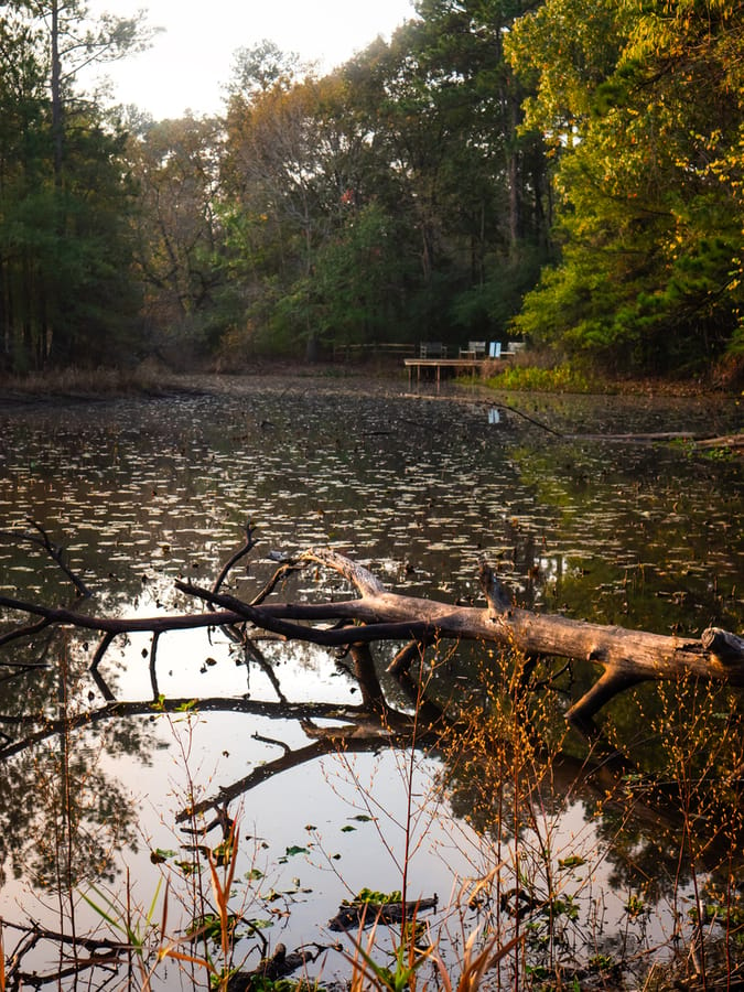 Houston_Arboretum_8