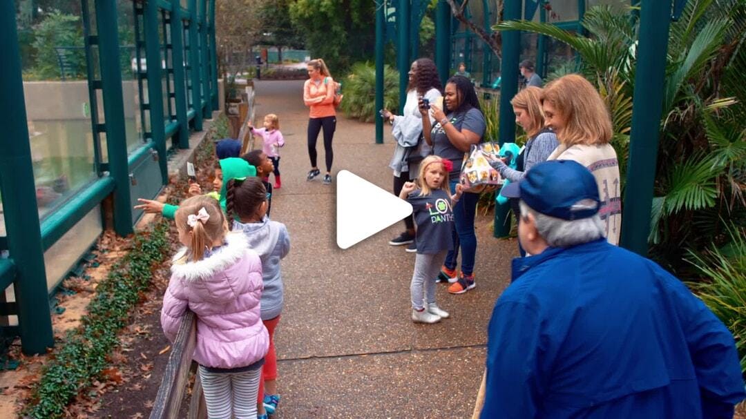 Houston_Zoo_Lions