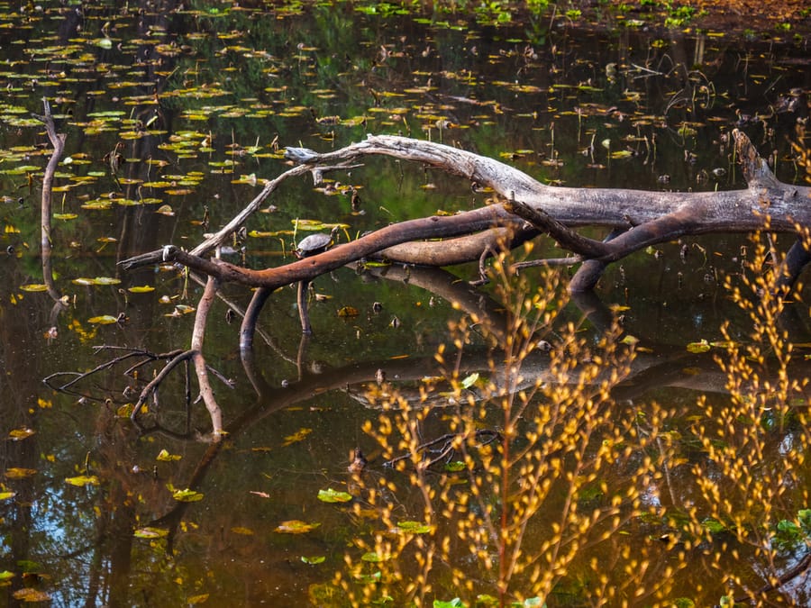 Houston_Arboretum_14