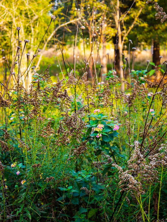 Houston_Arboretum_18