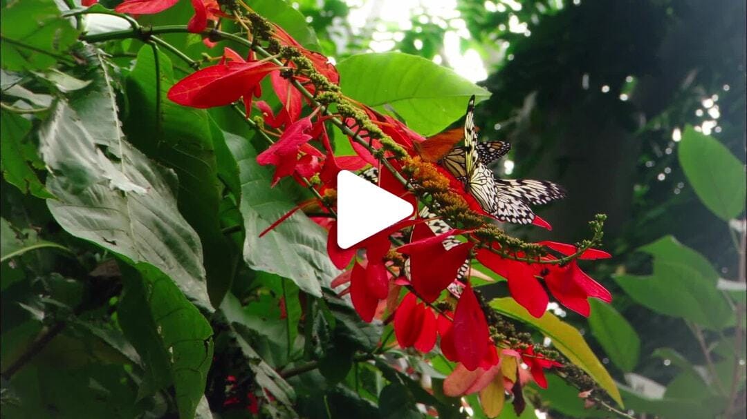 Houston_Museum_of_Natural_Science_Cockrell_Butterfly_Center_2