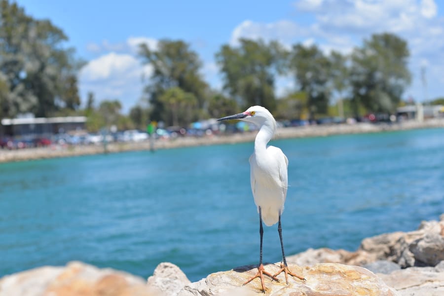 20180404_SouthJettyVenice_128_SD