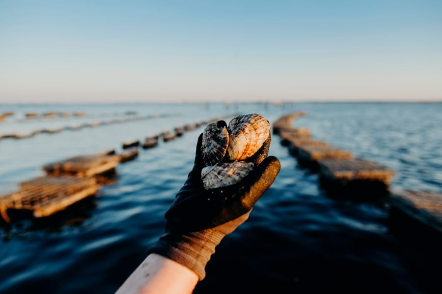 Oyster Mom Credit ErichMartin3