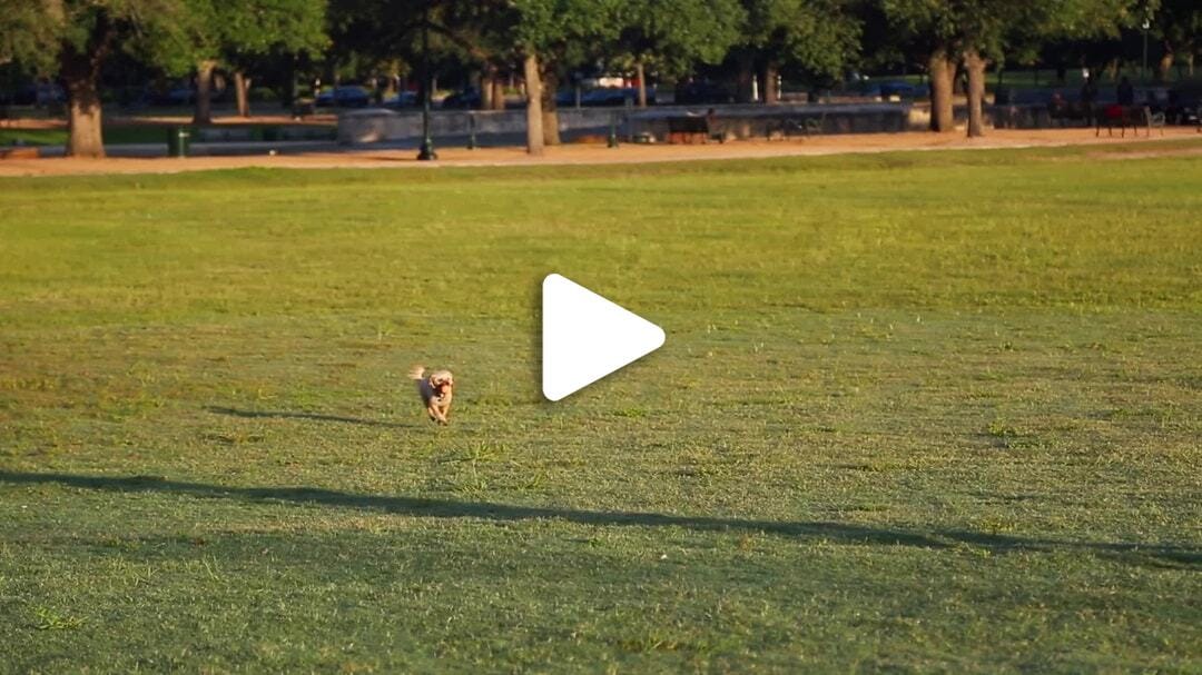 Hermann_Park_Dog_Fetching