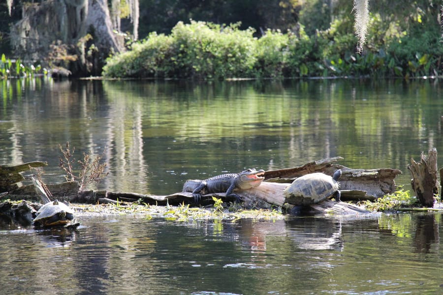 wakulla wildlife