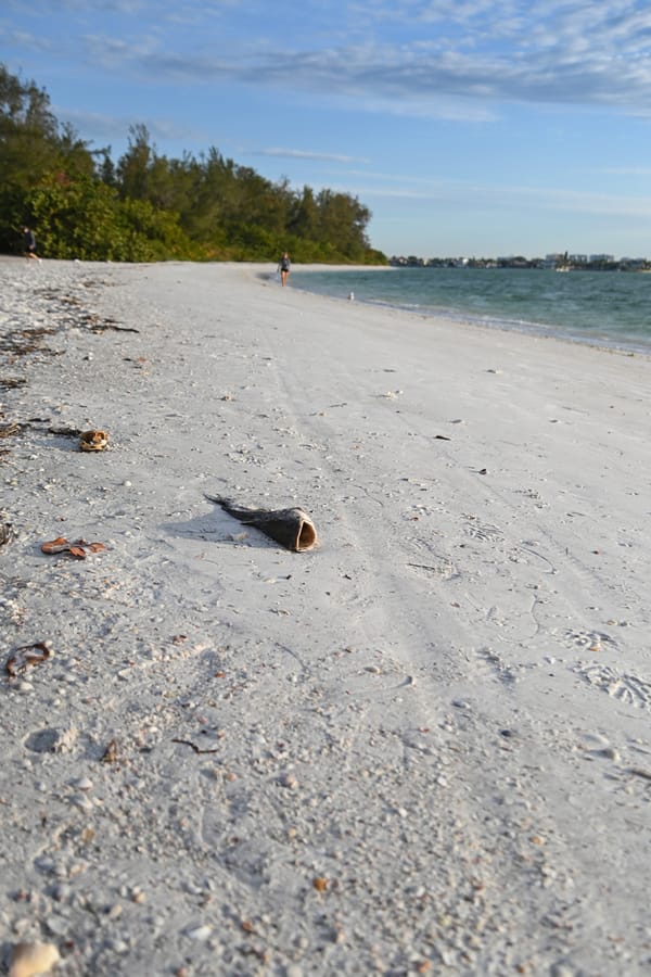 Red Tide South Lido