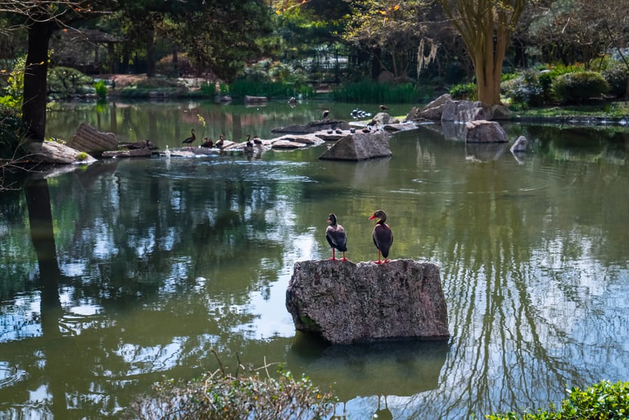 Japanese_Garden_Hermann_Park_8