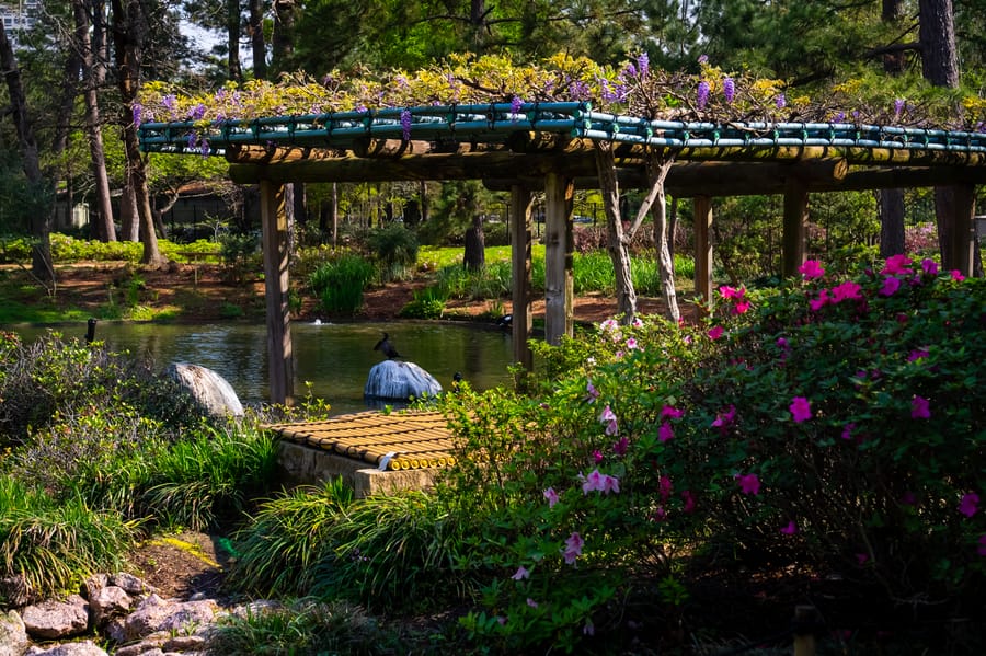 Japanese_Garden_Hermann_Park_5