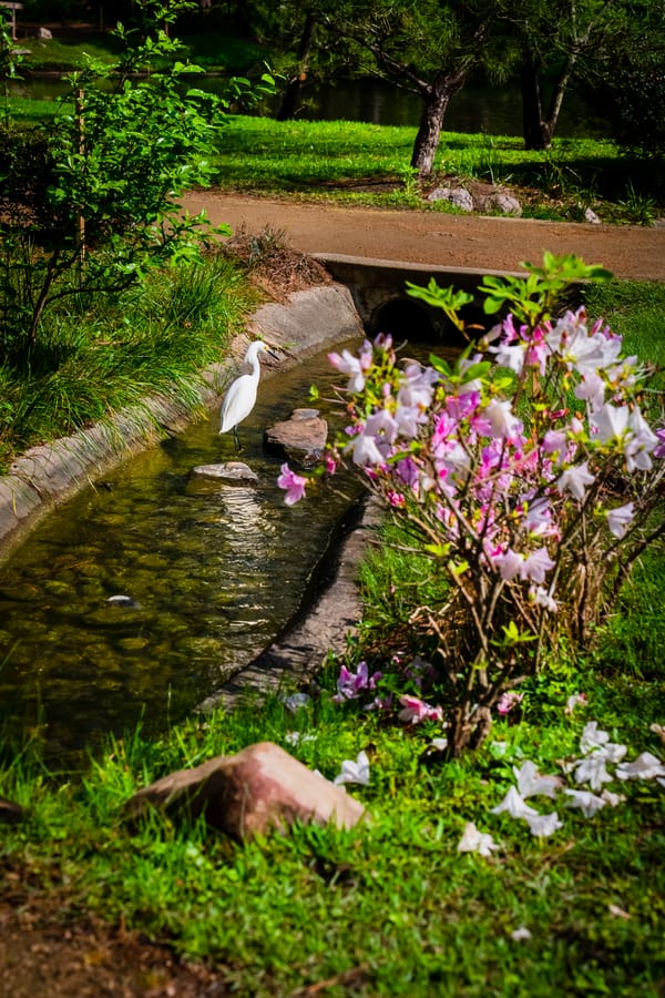 Japanese_Garden_Hermann_Park_9