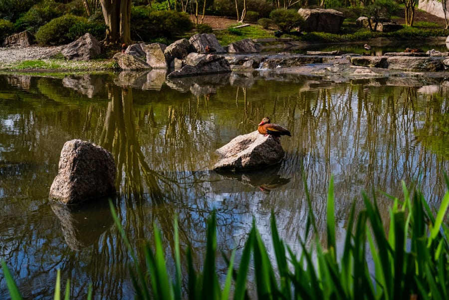 Japanese_Garden_Hermann_Park_7