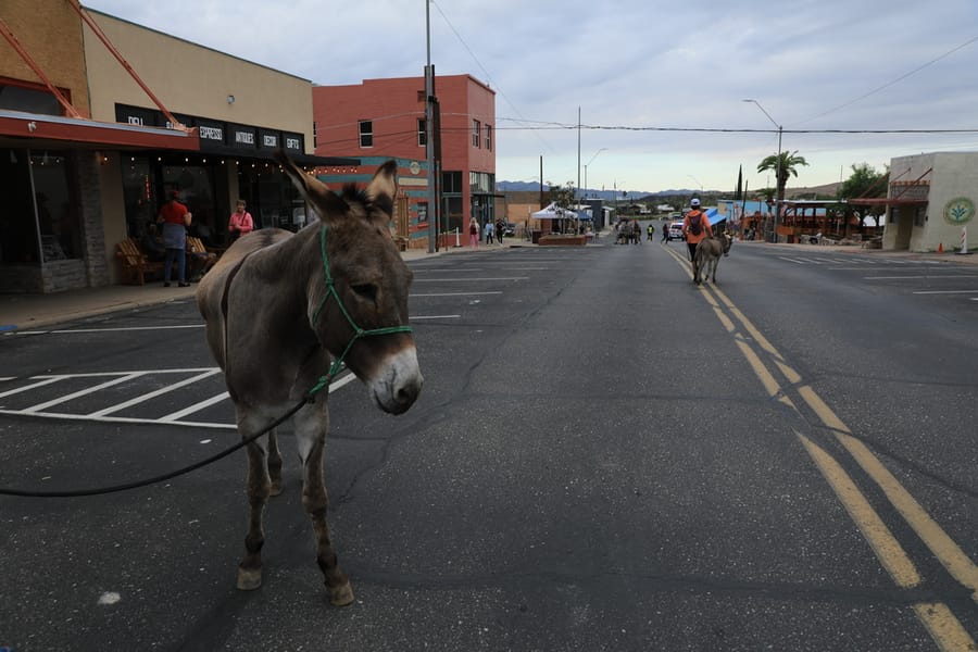 Superior Burro Run_Arizona Office of Tourism