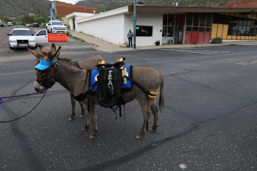 Superior Burro Run_Arizona Office of Tourism