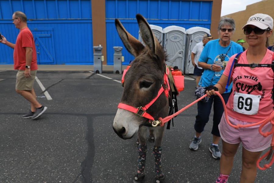 Superior Burro Run_Arizona Office of Tourism