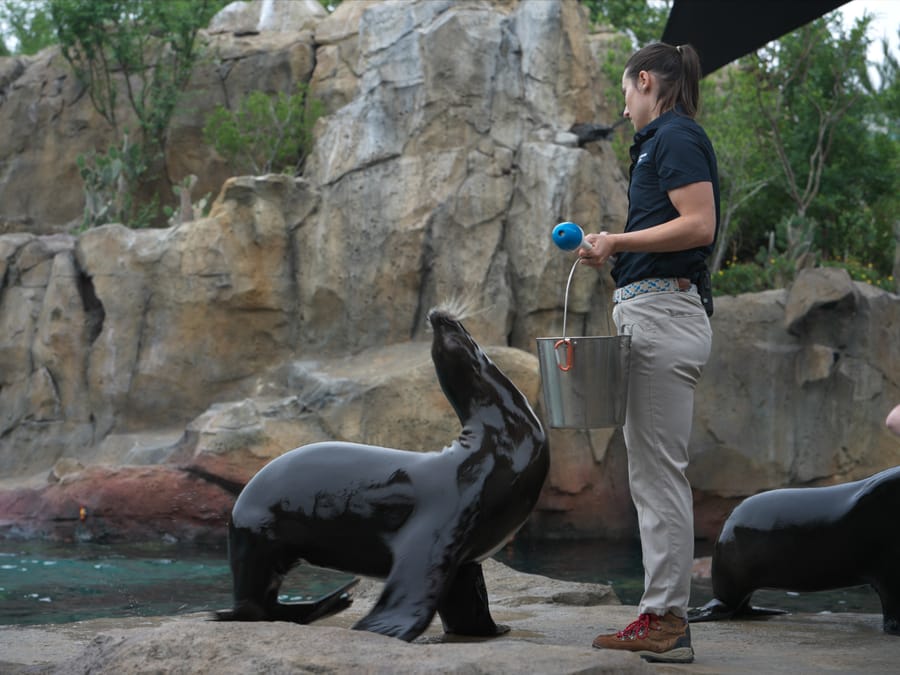 Galapagos_Islands-California_Sea_Lion_1