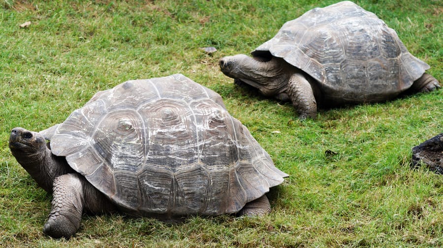 Galapagos_Islands-Galapagos_Tortoises