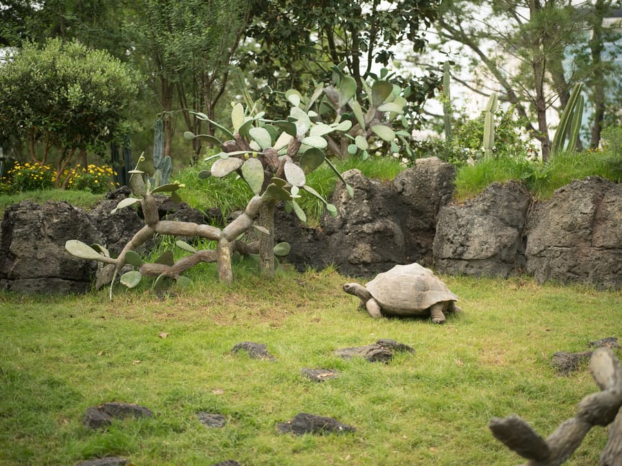 Galapagos_Islands-Galapagos_Tortoise