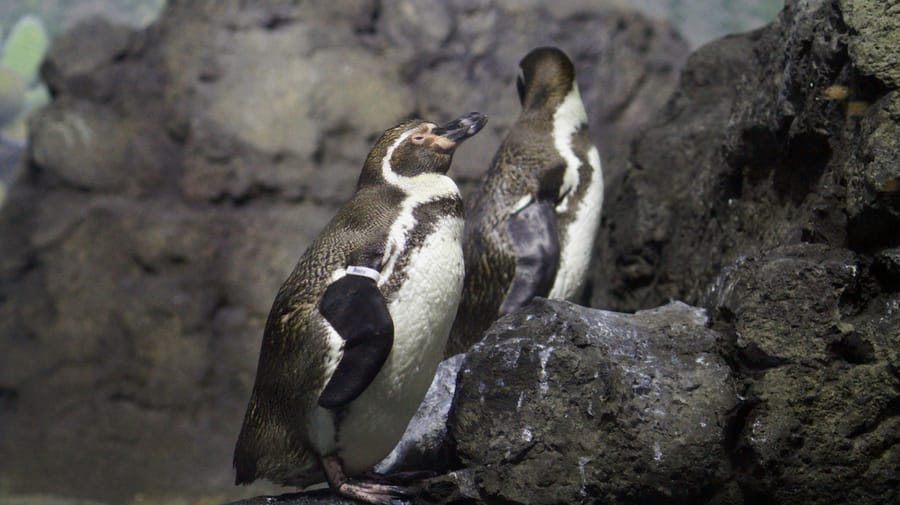 Galapagos_Islands-Humboldt_Penguins