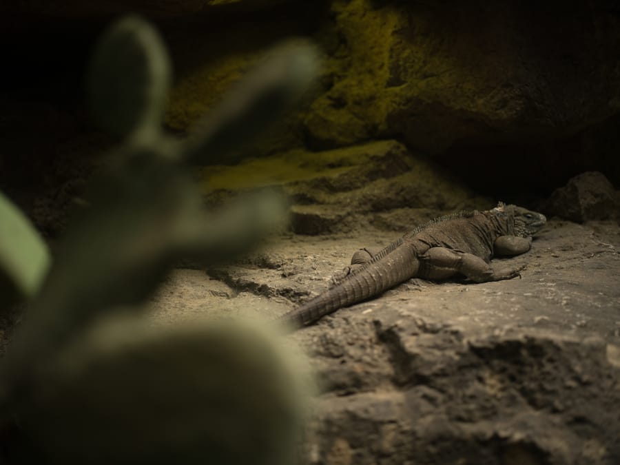 Galapagos_Islands-Grand_Caymen_Blue_Iguana