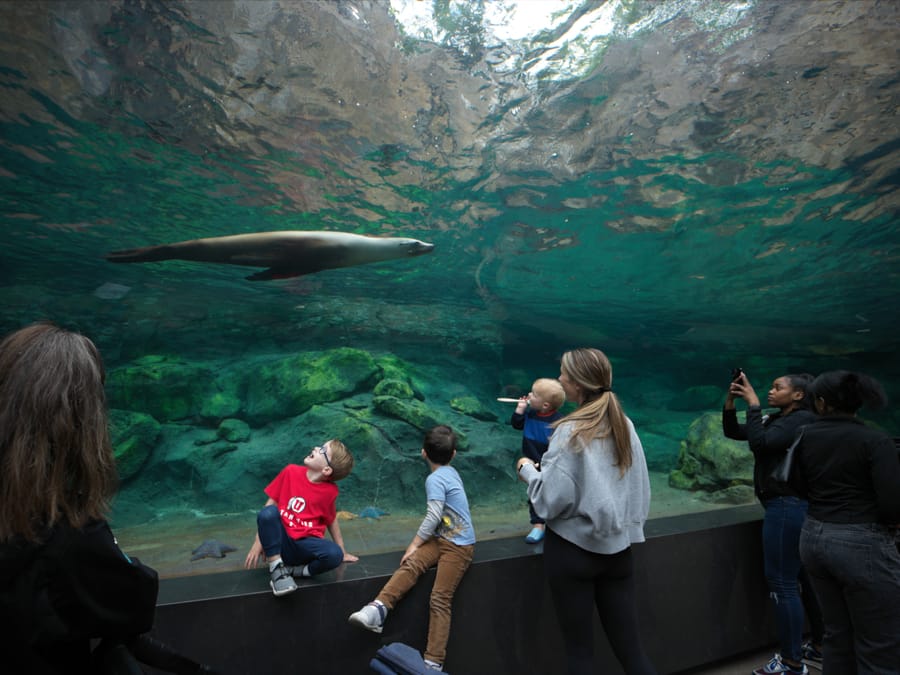 Galapagos_Islands-California_Sea_Lion_3