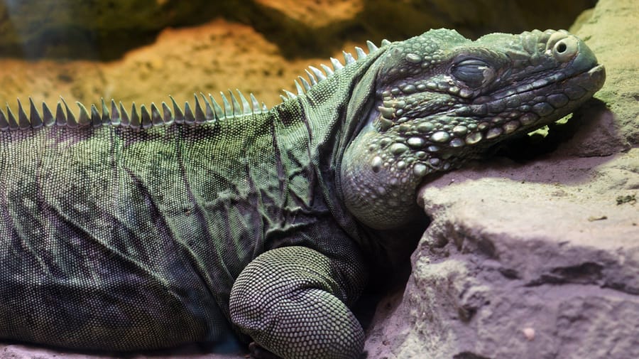 Galapagos_Islands-Blue_Iguana