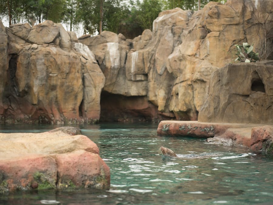 Galapagos_Islands-California_Sea_Lion_2