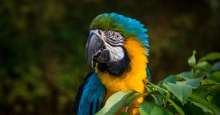 Houston_Zoo_Macaw