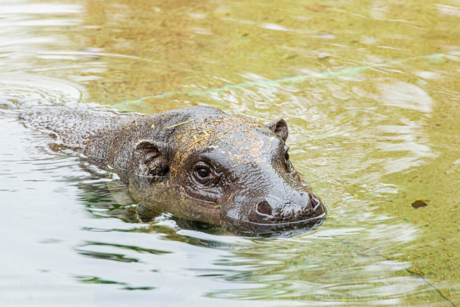 Houston_Zoo_Pigmy-Hippo