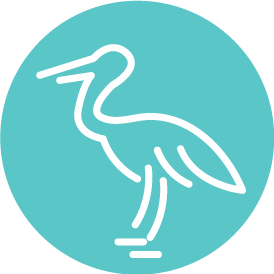 bird_turq