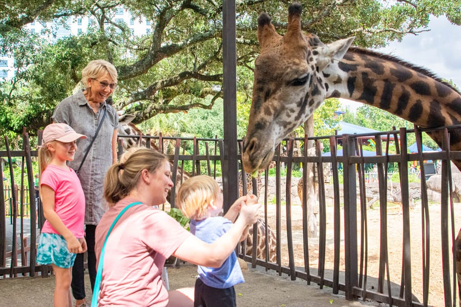 Houston_Zoo_Masai_Giraffe