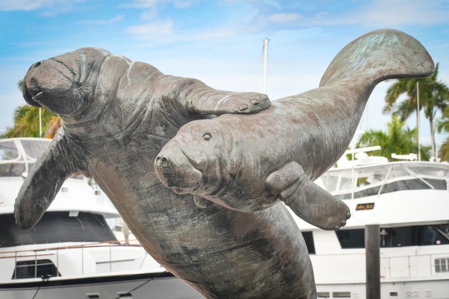 Manatee Sculpture Bradenton Riverwalk