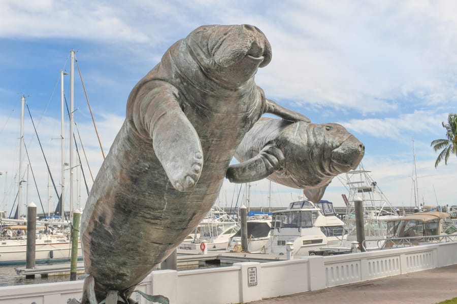 Manatee Sculpture Bradenton Riverwalk