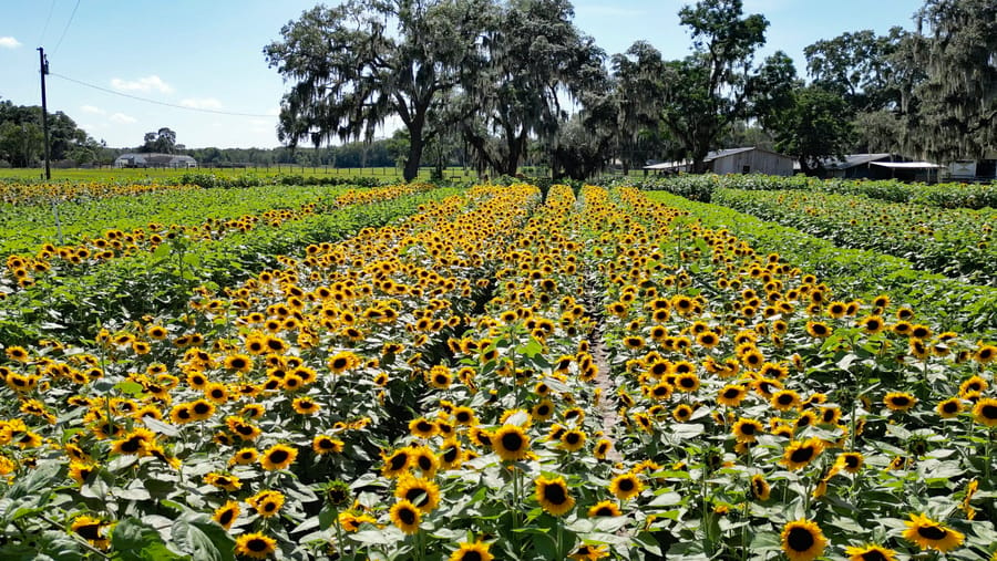 Sweetfields Farm 2023-05-02 at 5.58.53 PM