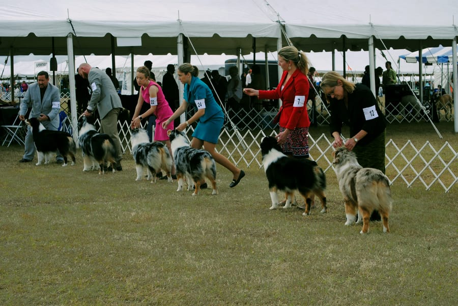 Dogs in formation