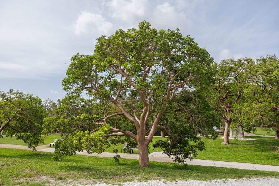 De Soto National Memorial