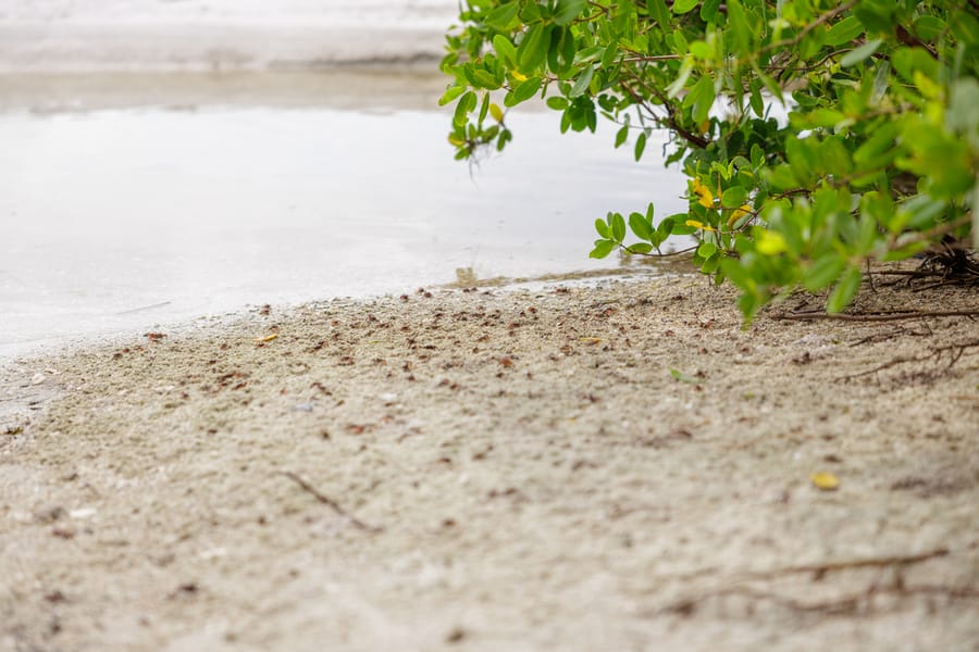 De Soto National Memorial