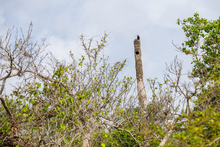 De Soto National Memorial