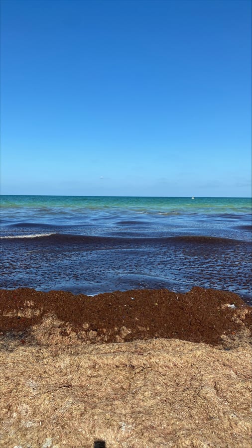 Seaweed - Siesta Beach Access 13