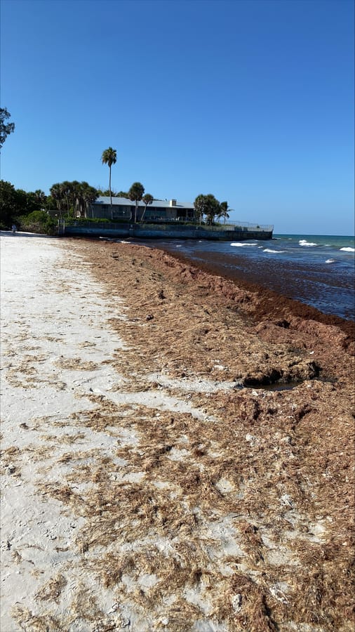 Seaweed - Siesta Beach Access 13