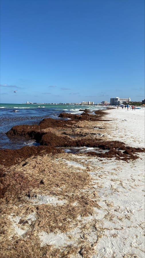 Seaweed - Siesta Beach Access 13