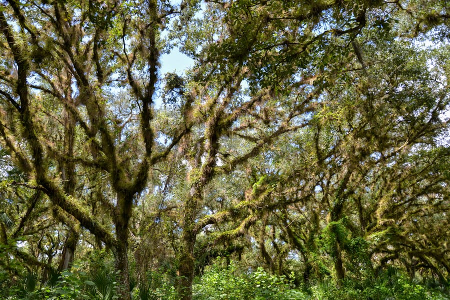 20190827_SleepingTurtlesPreserve_033_SD