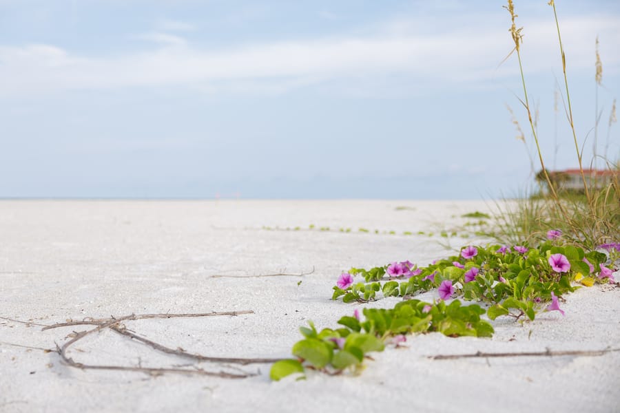 Whitney Beach Longboat Key