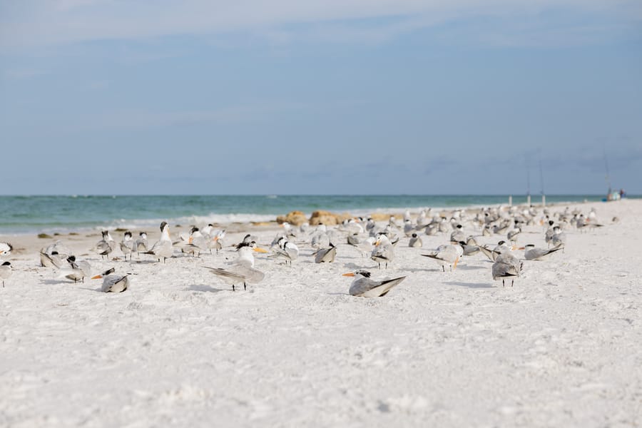 Whitney Beach Longboat Key