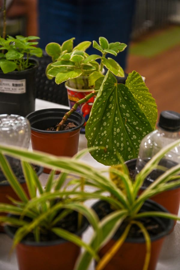 20230622_PlantSwap_006_SD