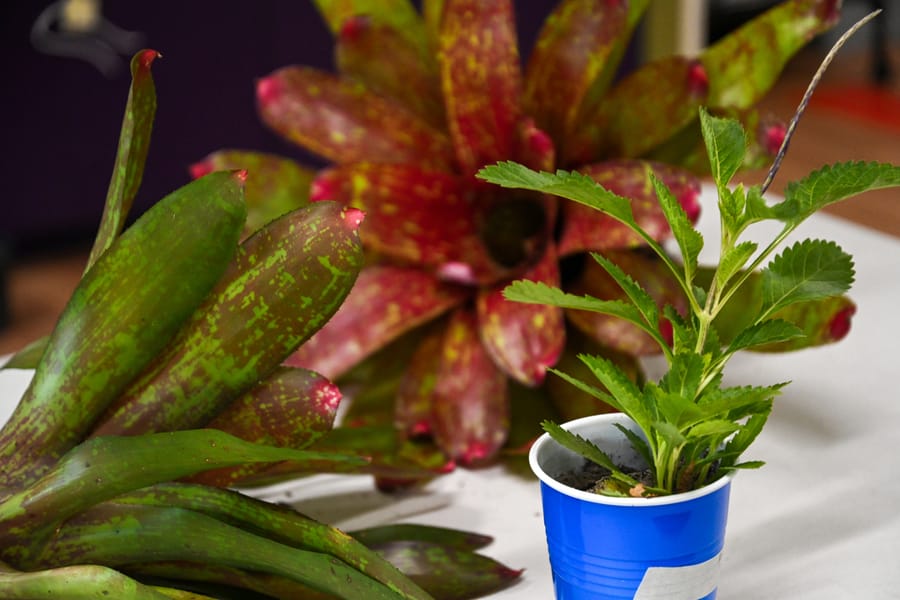 20230622_PlantSwap_009_SD