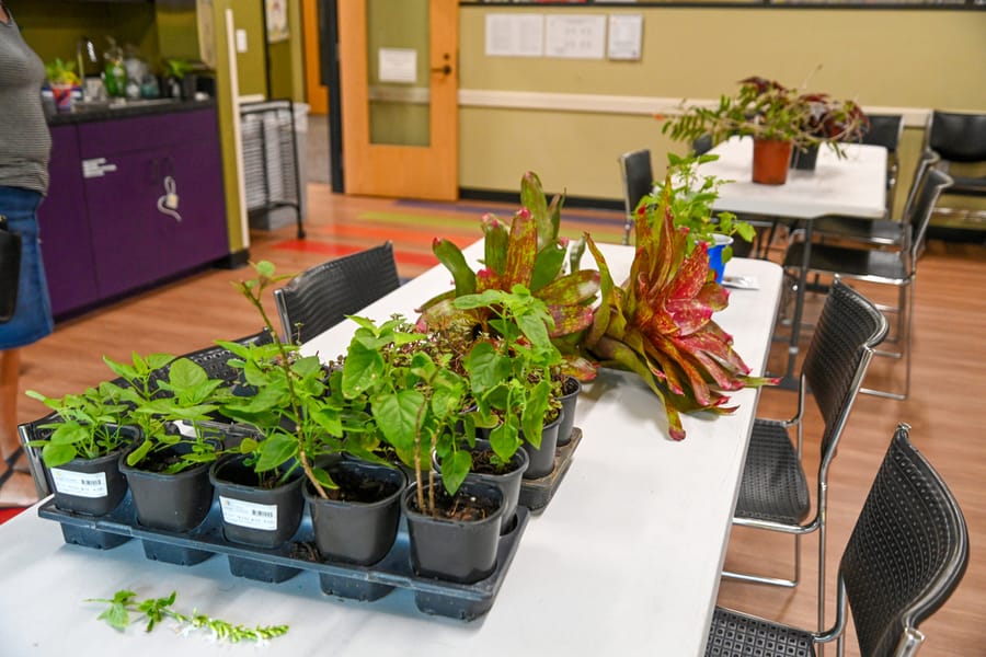 20230622_PlantSwap_001_SD