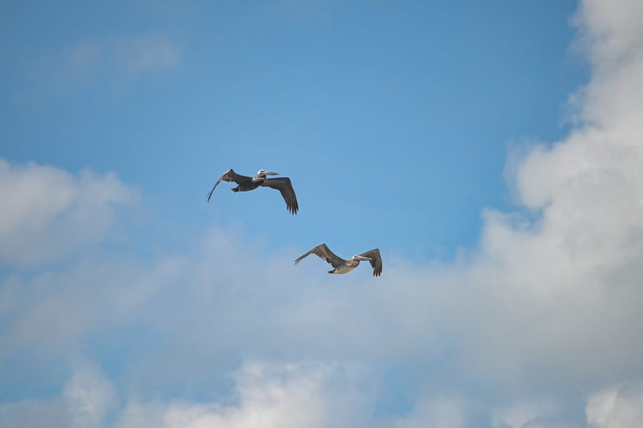 Pelicans_01_SD