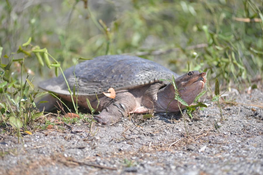 Spiny Softshell Turtle - Myakka River State Park