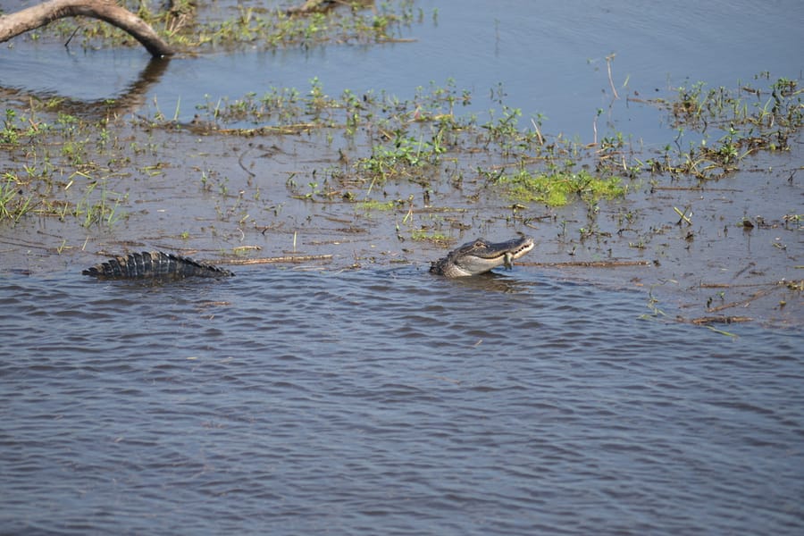 Alligator - Myakka River State Park