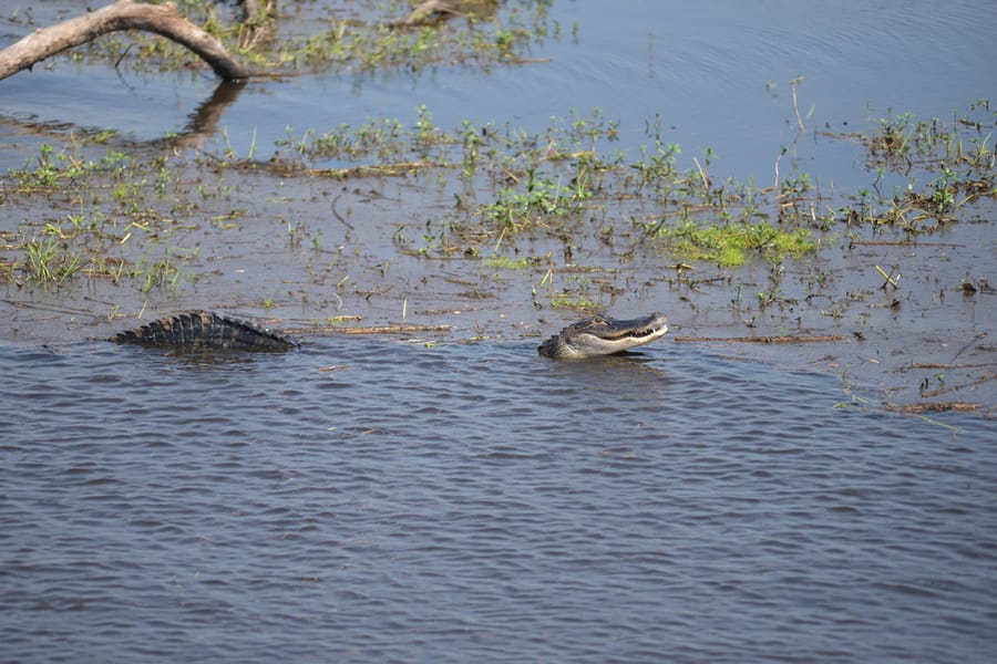 Alligator - Myakka River State Park