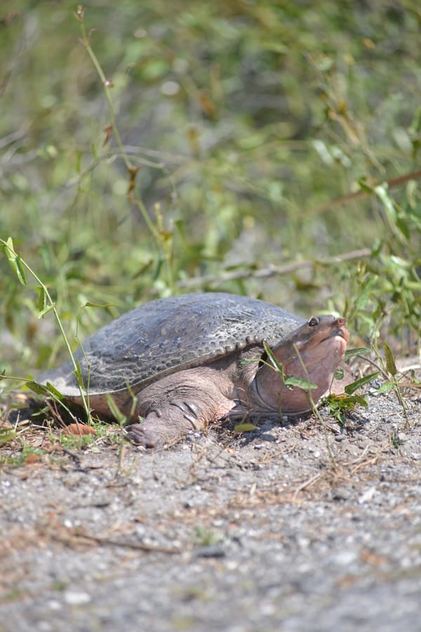 Spiny Softshell Turtle _SD